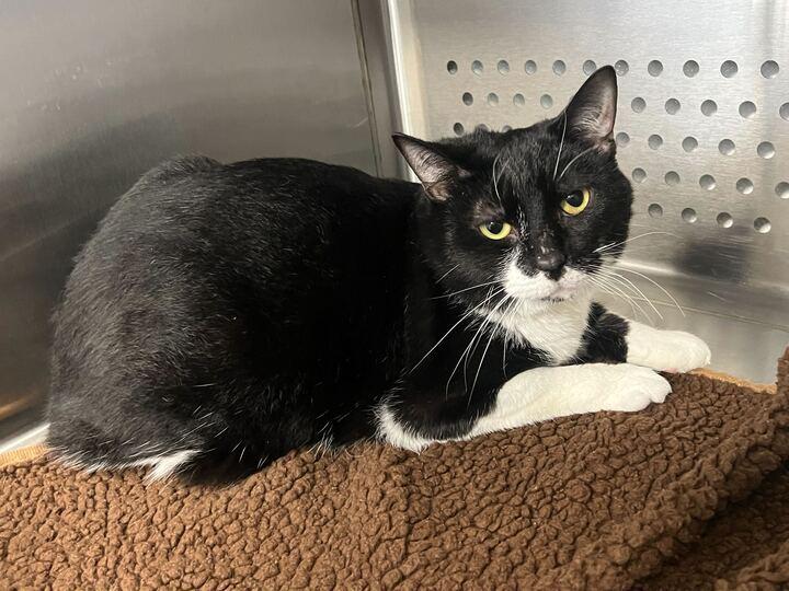 Enlarge Tux, a hold Domestic Short Hair in Jackson, MI image 6/6