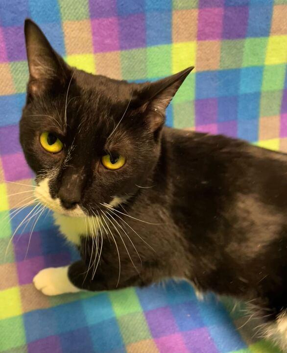 Enlarge Tux, a hold Domestic Short Hair in Jackson, MI image 1/6