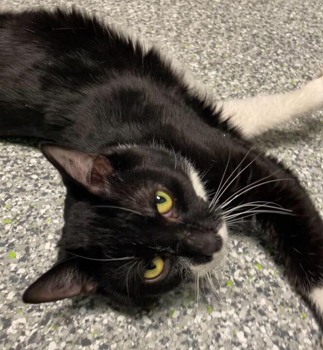 Enlarge Tux, a hold Domestic Short Hair in Jackson, MI image 3/6