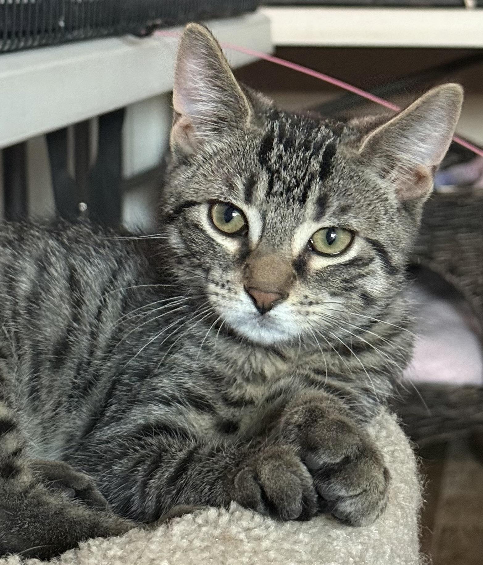 Oliver, Adoptable, Kitten Male Tabby.
