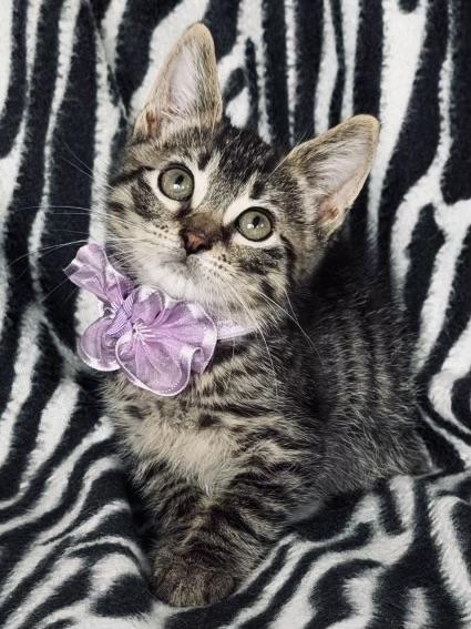 Enlarge Oliver, a ADOPTABLE mixed breed in Long Beach, NY image 1/1