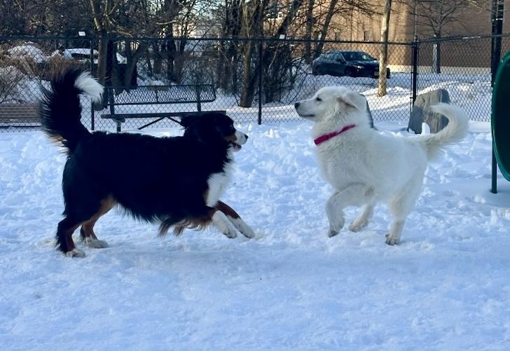 Snowbird thumbnail 2