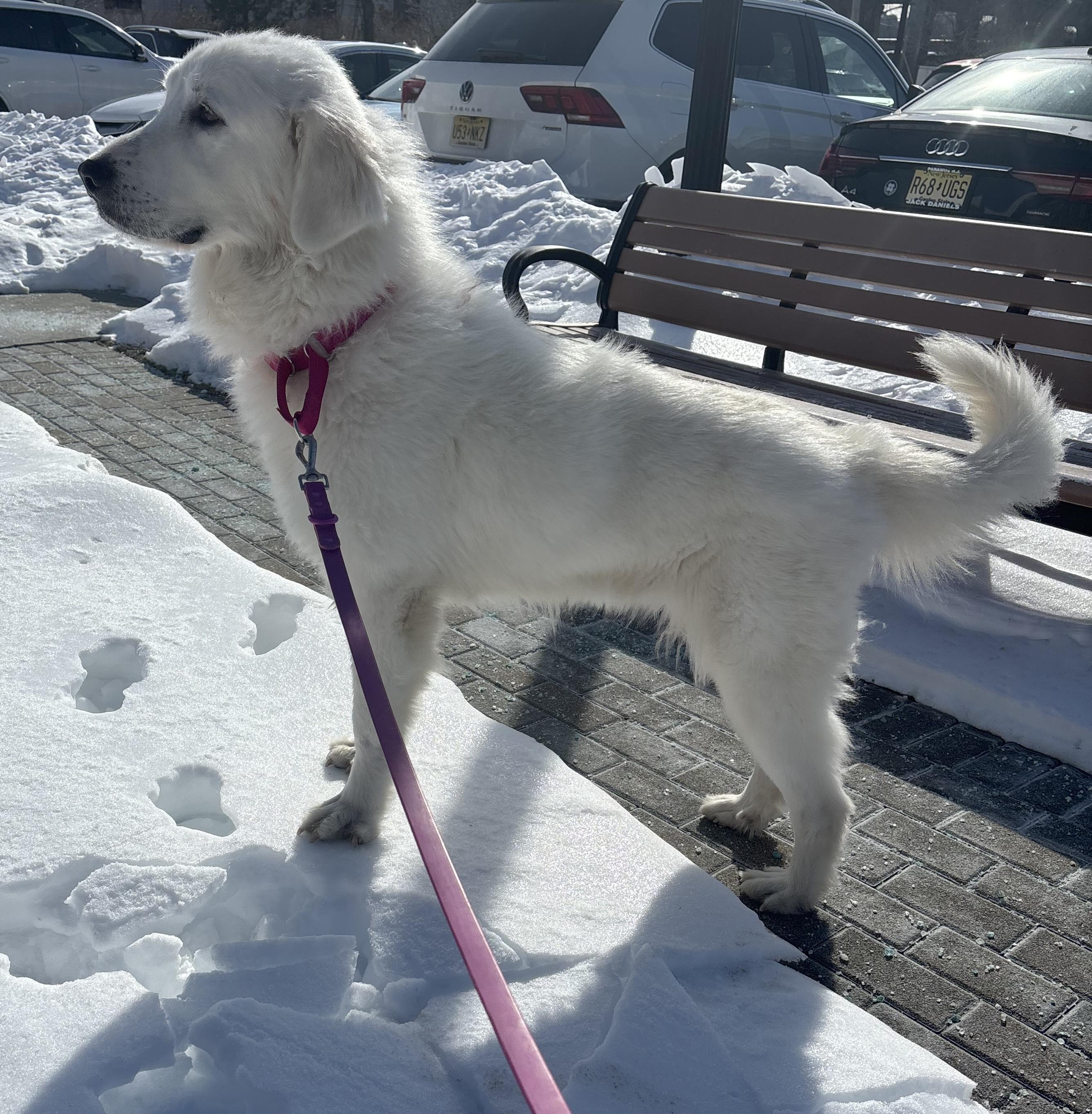 Snowbird, a ADOPTABLE mixed breed in Brooklyn, NY image 5/6