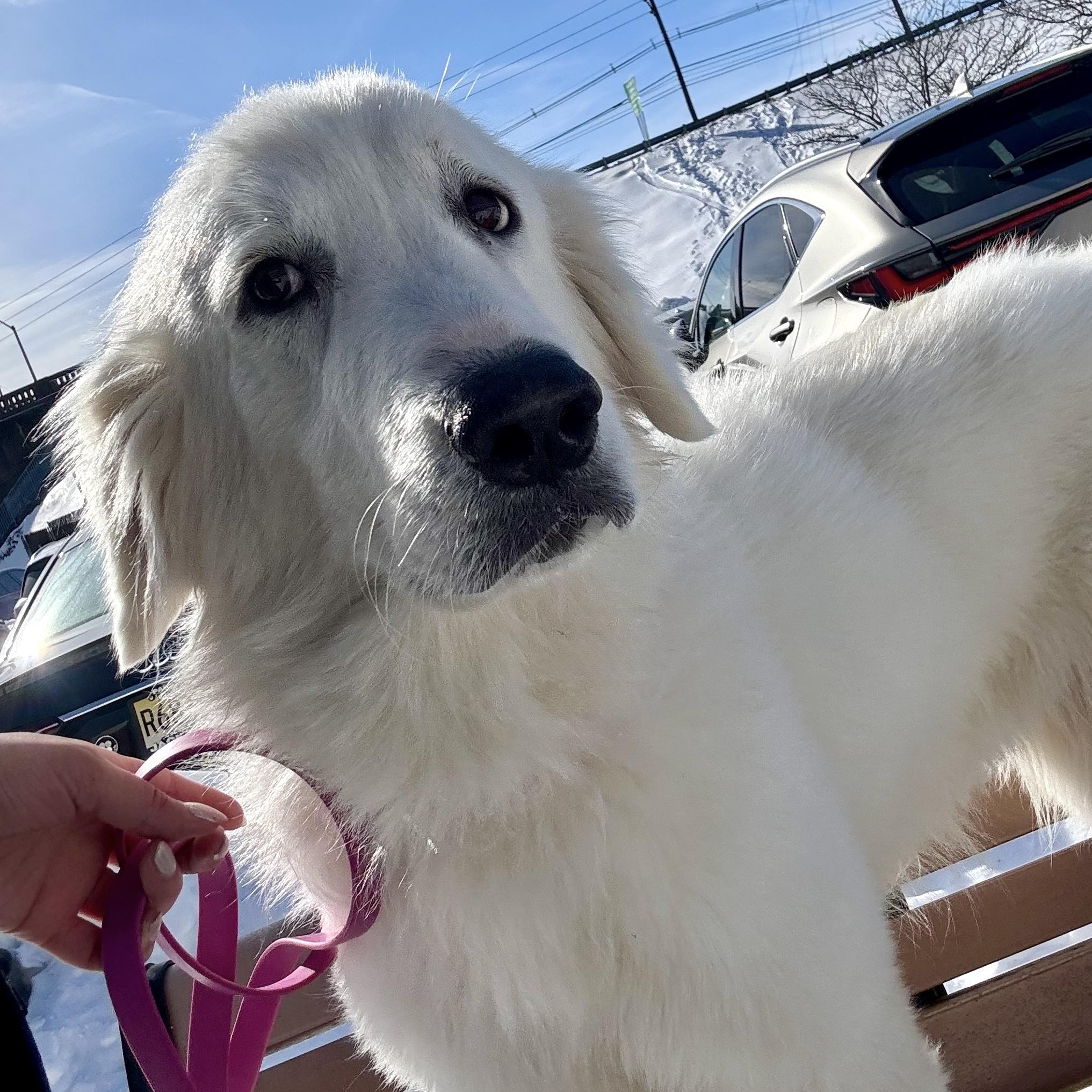 Snowbird, a ADOPTABLE mixed breed in Brooklyn, NY image 1/6