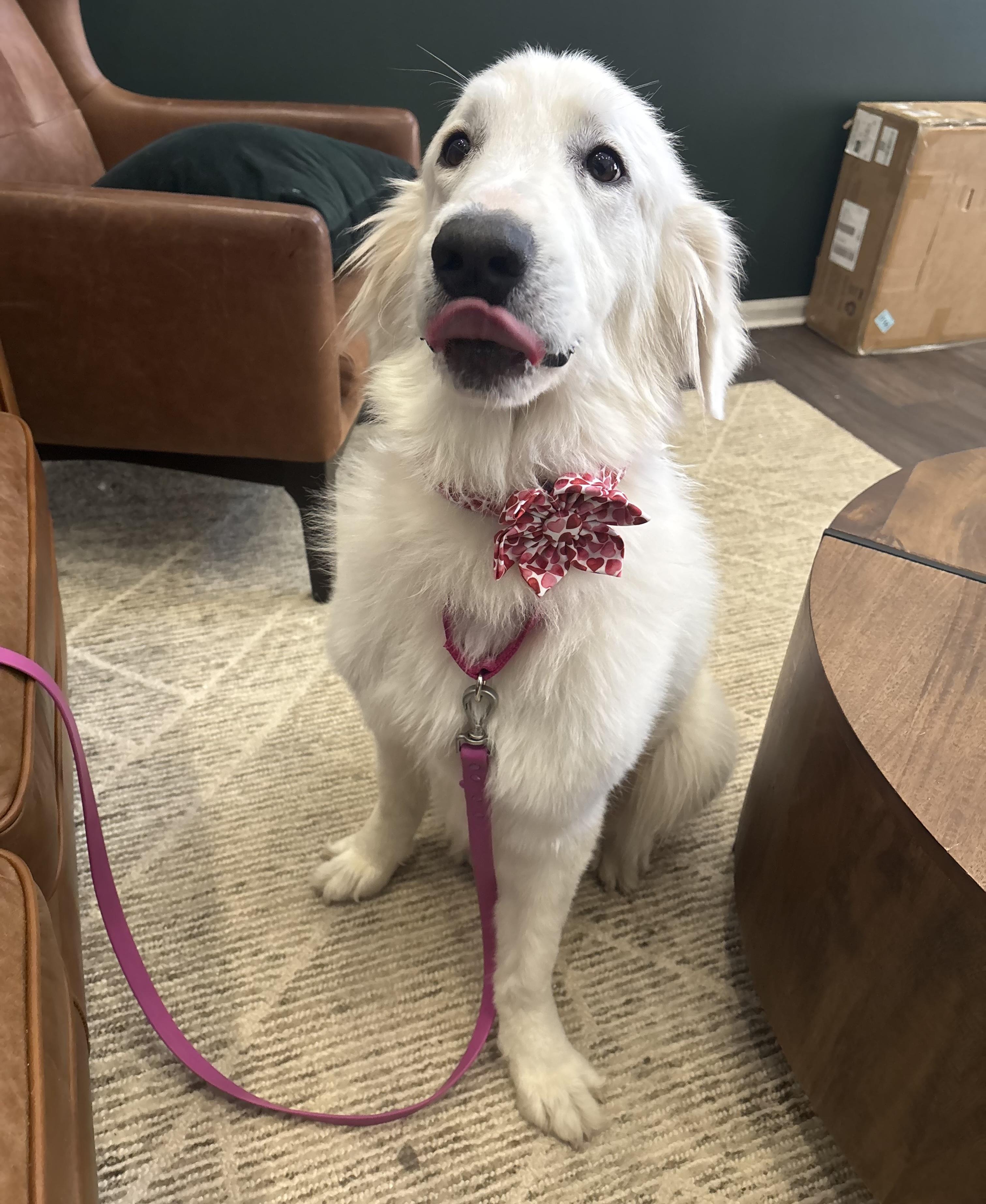 Snowbird thumbnail 4