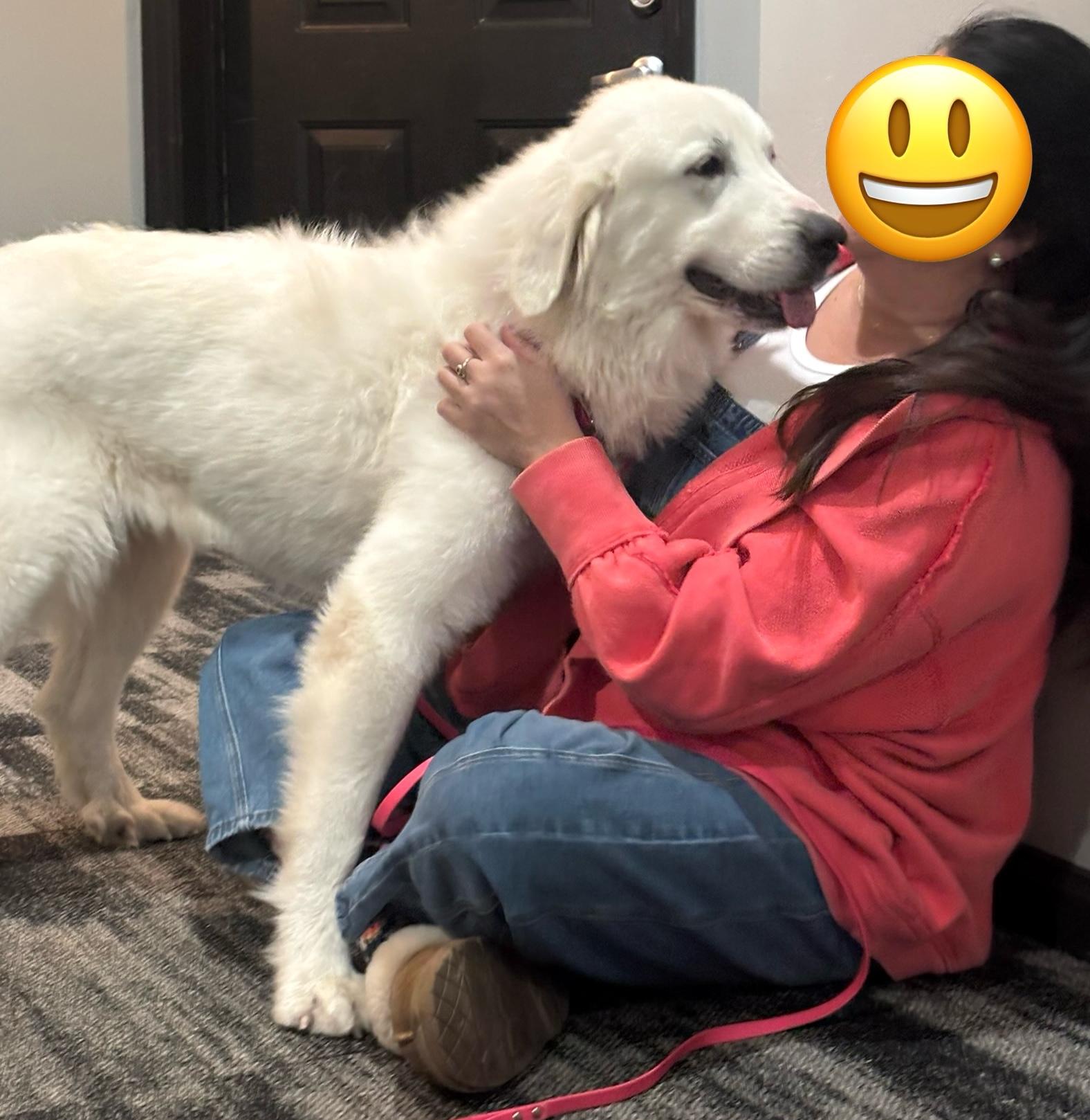 Snowbird, a ADOPTABLE mixed breed in Brooklyn, NY image 6/6