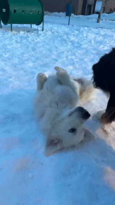 Enlarge Snowbird, a ADOPTABLE mixed breed in Brooklyn, NY video 2/6