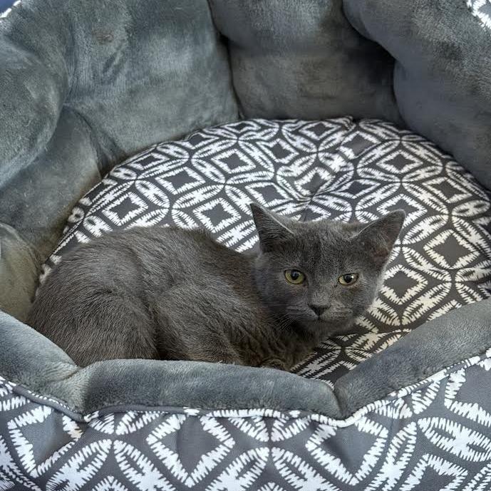 Enlarge Teela, a Adoptable Domestic Short Hair in Lexington, KY image 1/1