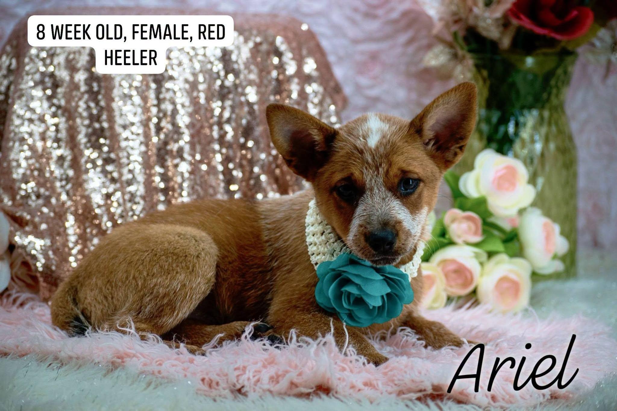 Enlarge Ariel, a Adopted Australian Cattle Dog / Blue Heeler in Sevierville, TN image 1/4