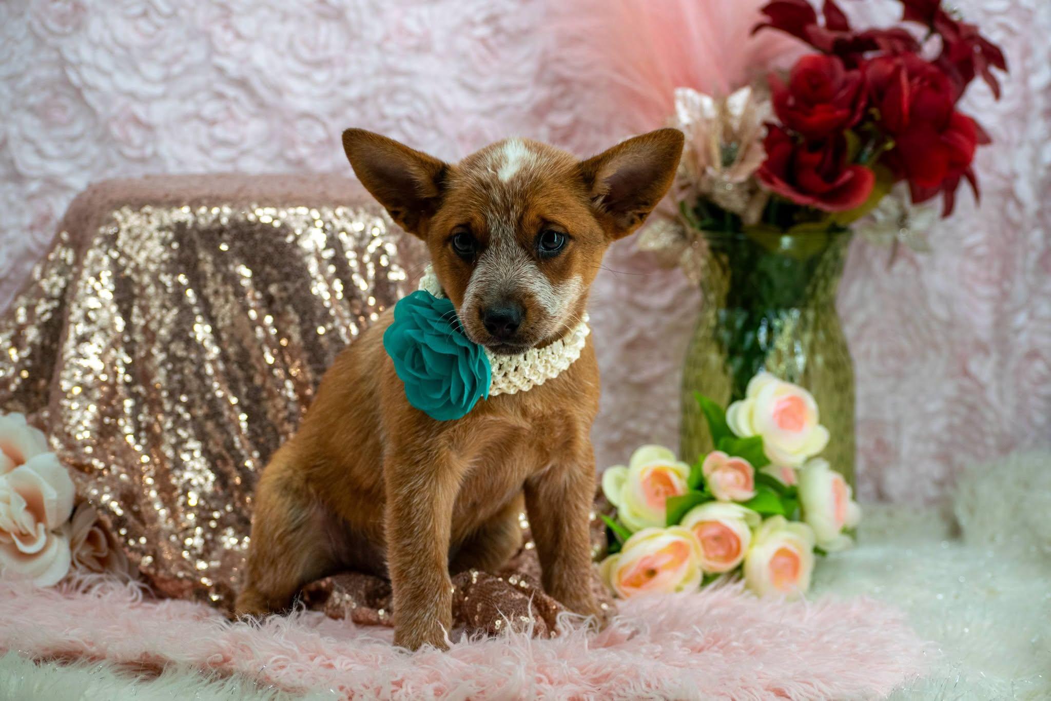 Enlarge Ariel, a Adopted Australian Cattle Dog / Blue Heeler in Sevierville, TN image 2/4