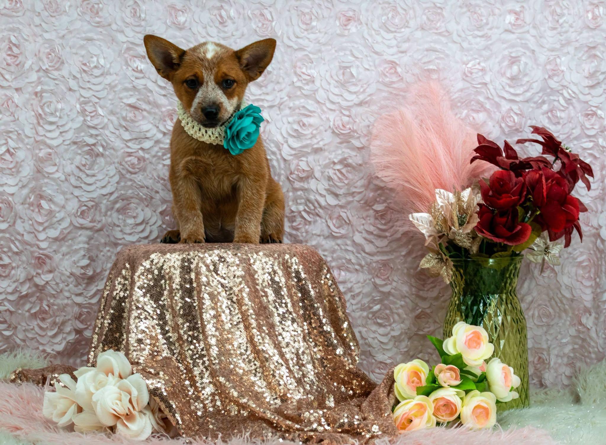 Enlarge Ariel, a Adopted Australian Cattle Dog / Blue Heeler in Sevierville, TN image 3/4