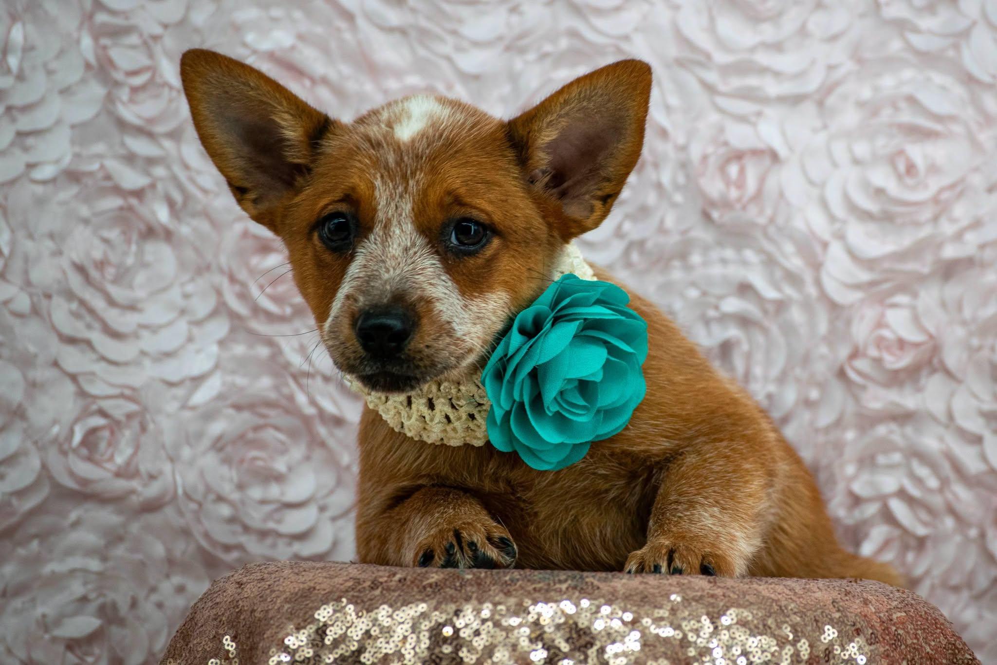 Enlarge Ariel, a Adopted Australian Cattle Dog / Blue Heeler in Sevierville, TN image 4/4