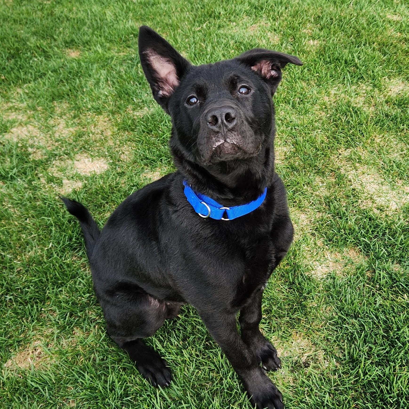 Enlarge Elmo, an adoptable Mixed Breed in Marshfield, WI image 3/6