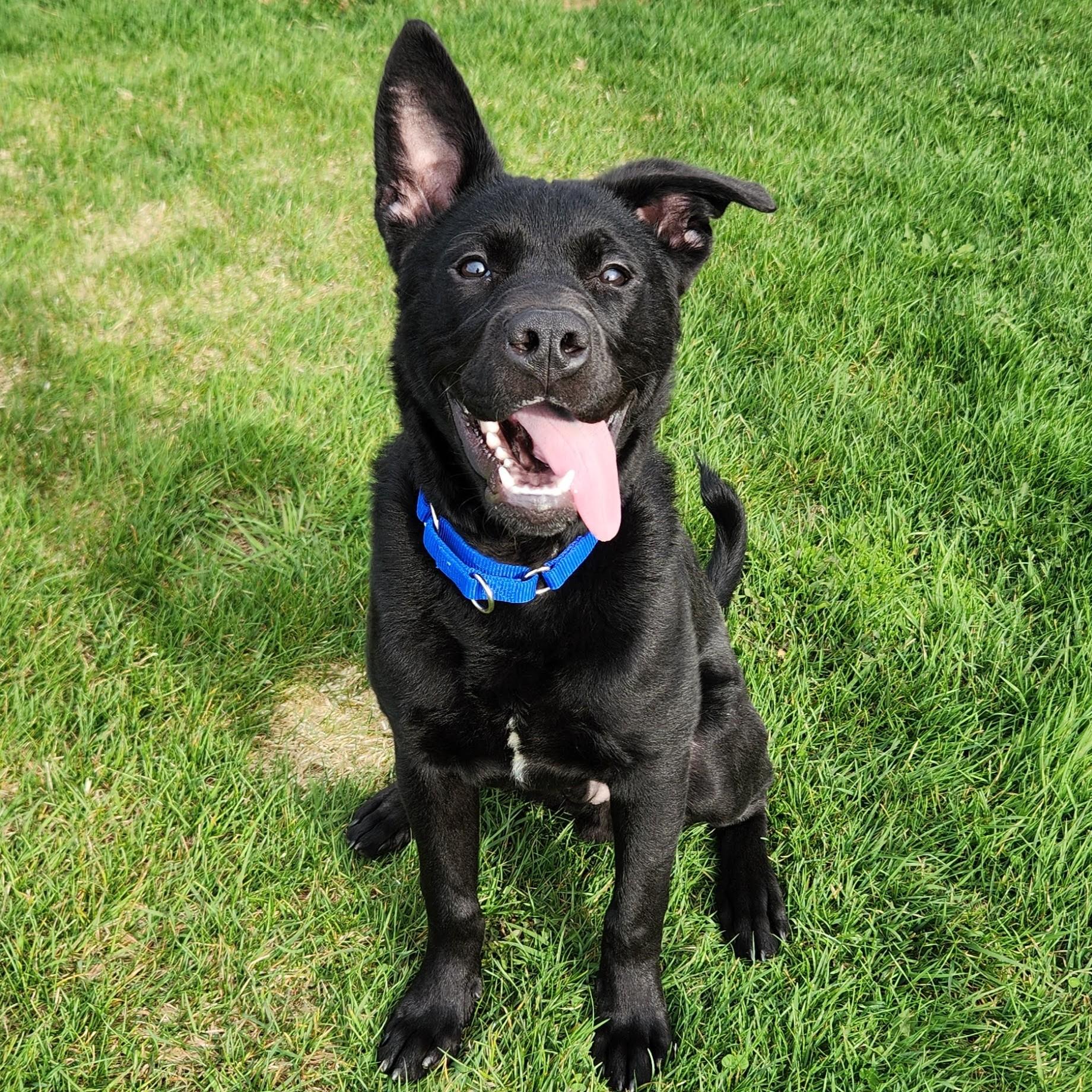 Enlarge Elmo, an adoptable Mixed Breed in Marshfield, WI image 2/6