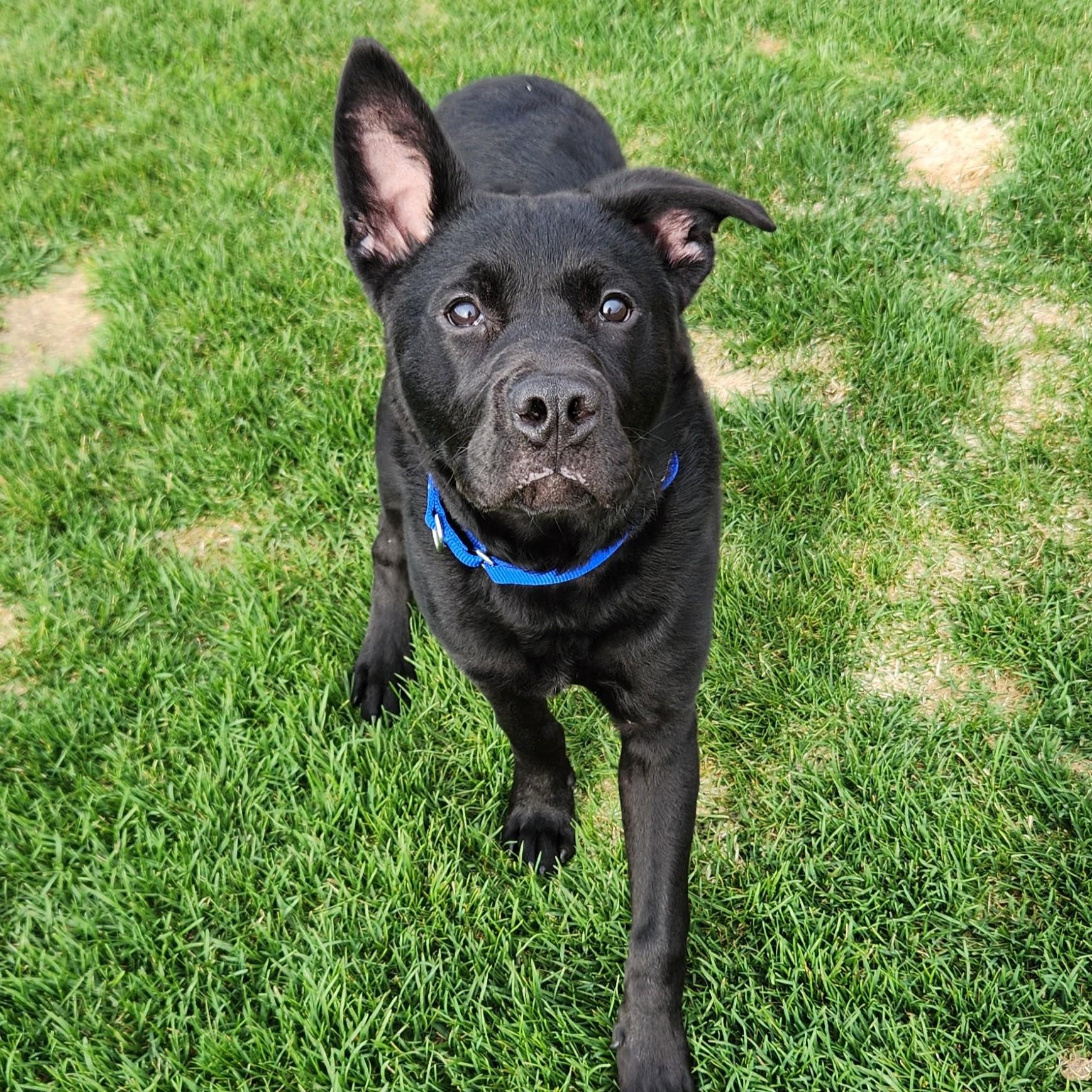Enlarge Elmo, an adoptable Mixed Breed in Marshfield, WI image 4/6