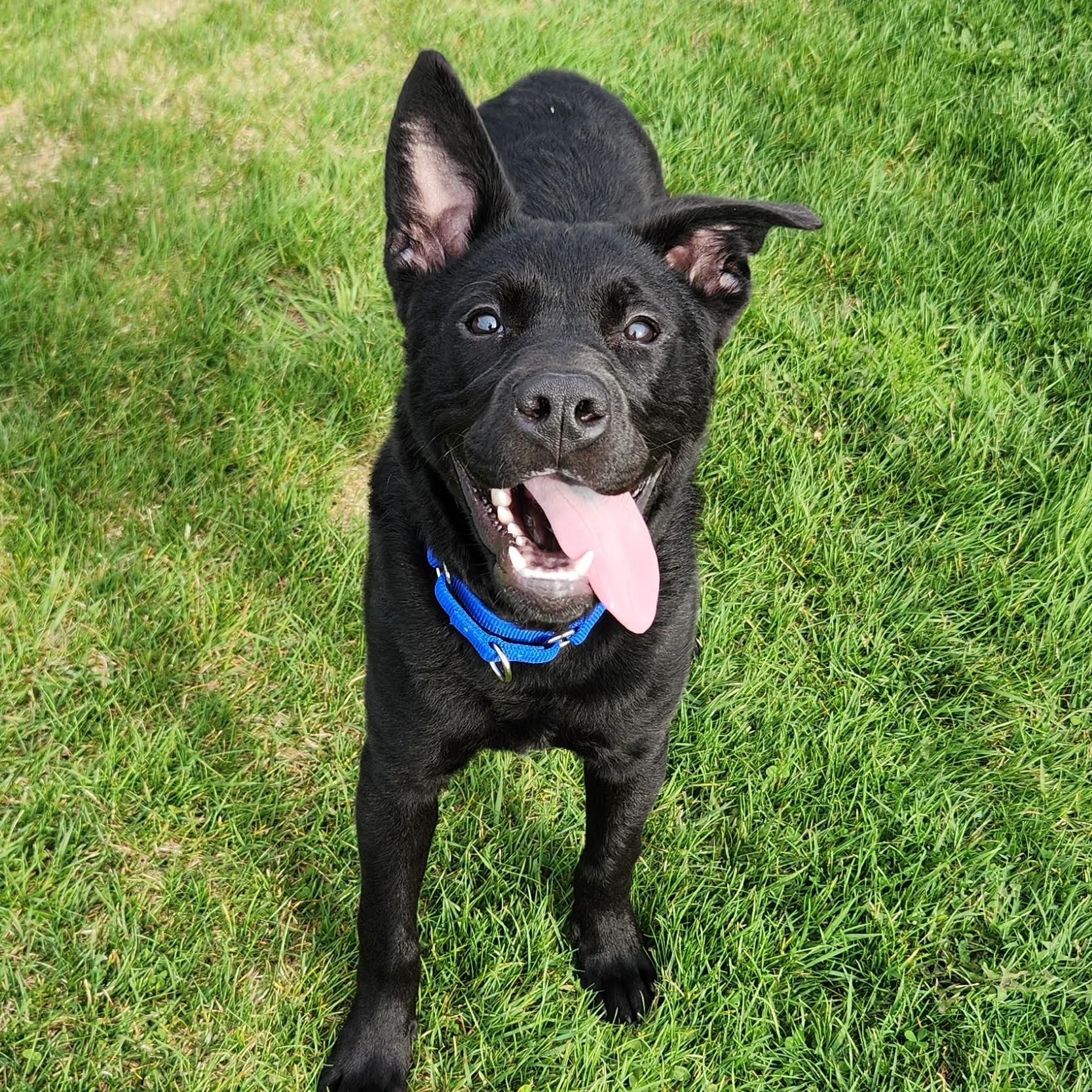 Enlarge Elmo, an adoptable Mixed Breed in Marshfield, WI image 1/6