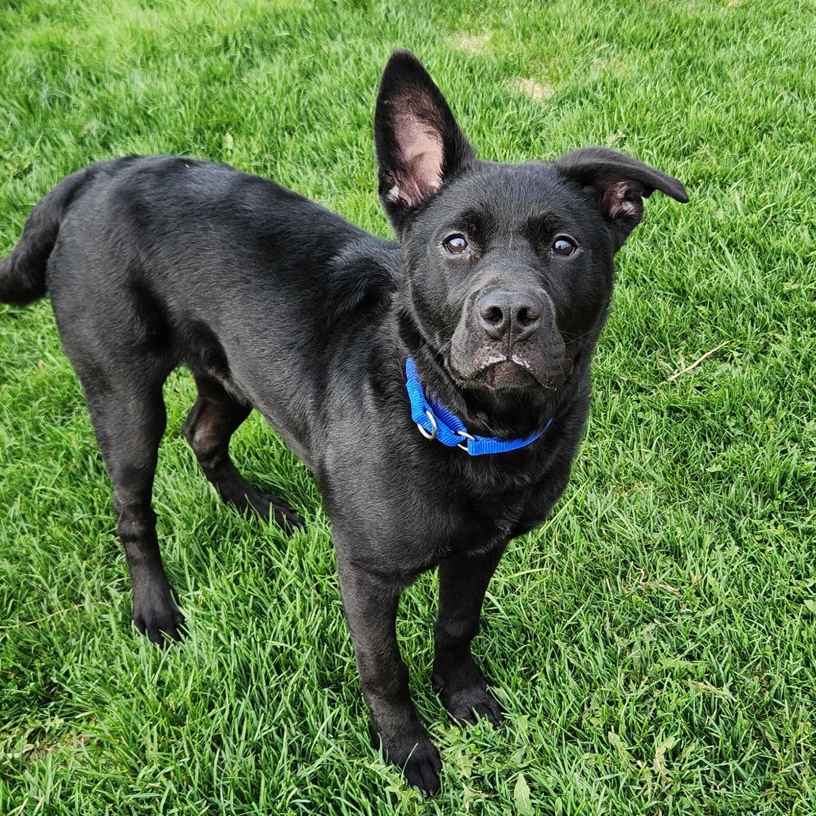 Enlarge Elmo, an adoptable Mixed Breed in Marshfield, WI image 5/6