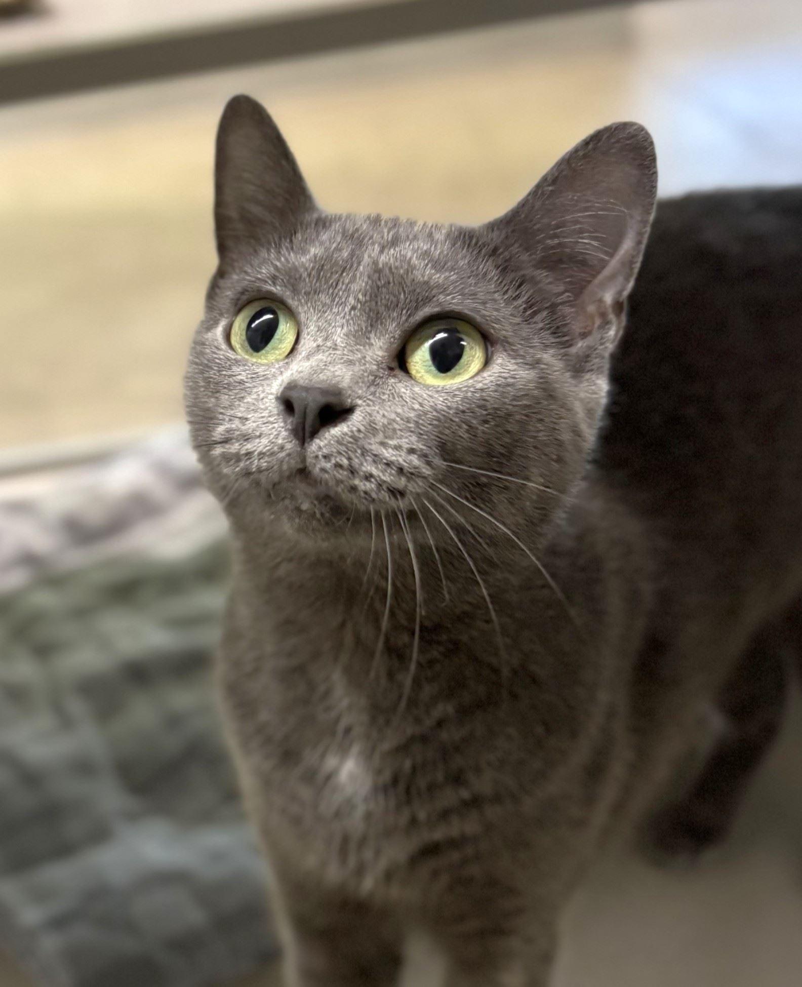 Enlarge Tongs, a Adoptable Domestic Short Hair in Iowa City, IA image 2/2