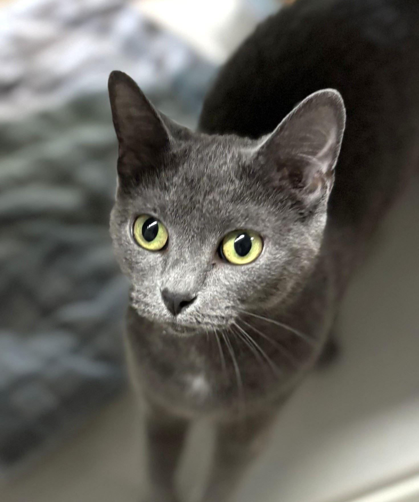 Enlarge Tongs, a Adoptable Domestic Short Hair in Iowa City, IA image 1/2