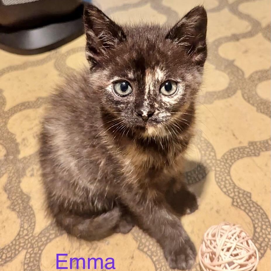 Foster Emma, Adoptable, Kitten Female Domestic Short Hair.