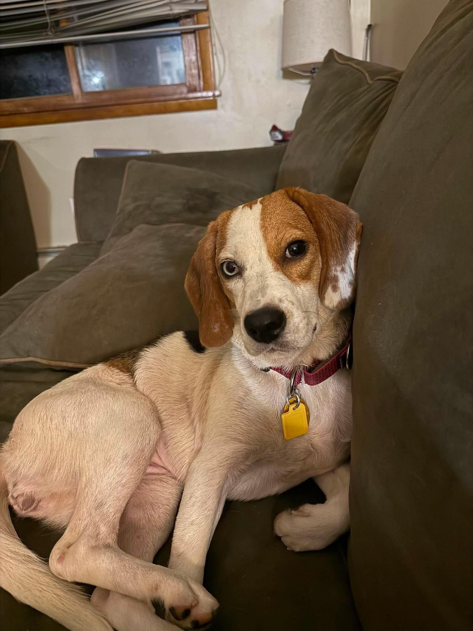 Enlarge Trixie, a Adoptable Beagle in tannersville, PA image 2/3