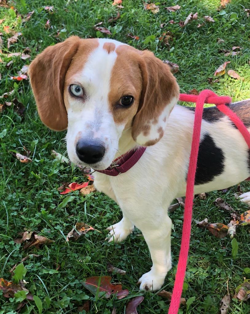 Enlarge Trixie, a Adoptable Beagle in tannersville, PA image 1/3