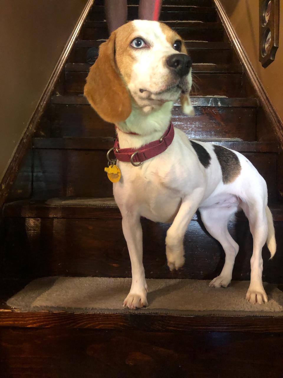 Enlarge Trixie, a Adoptable Beagle in tannersville, PA image 3/3