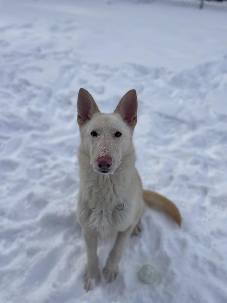 Loo Loo, ADOPTABLE, Young Female German Shepherd Dog.