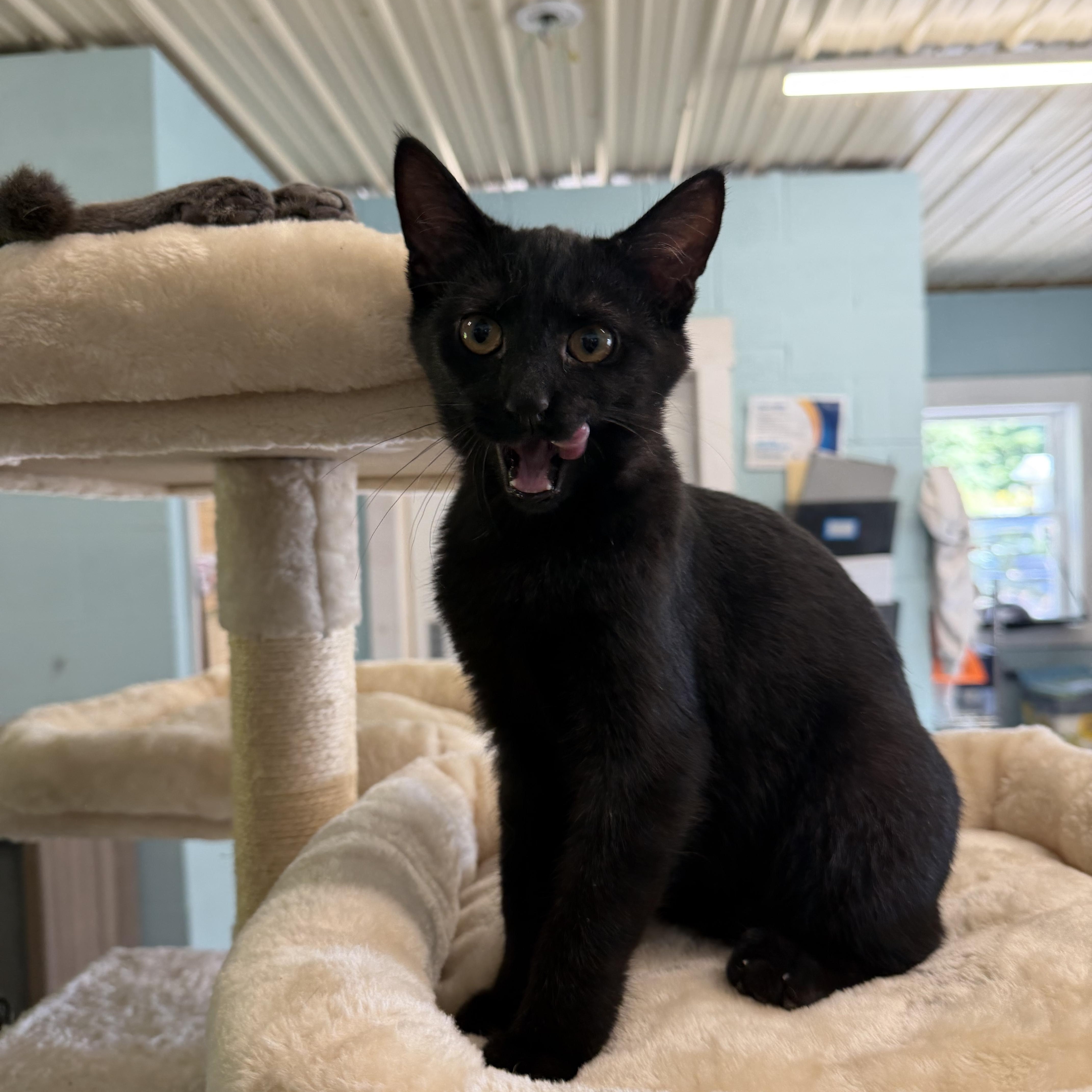 Enlarge Mojo, a Adopted Domestic Short Hair in Warren, OH image 6/6
