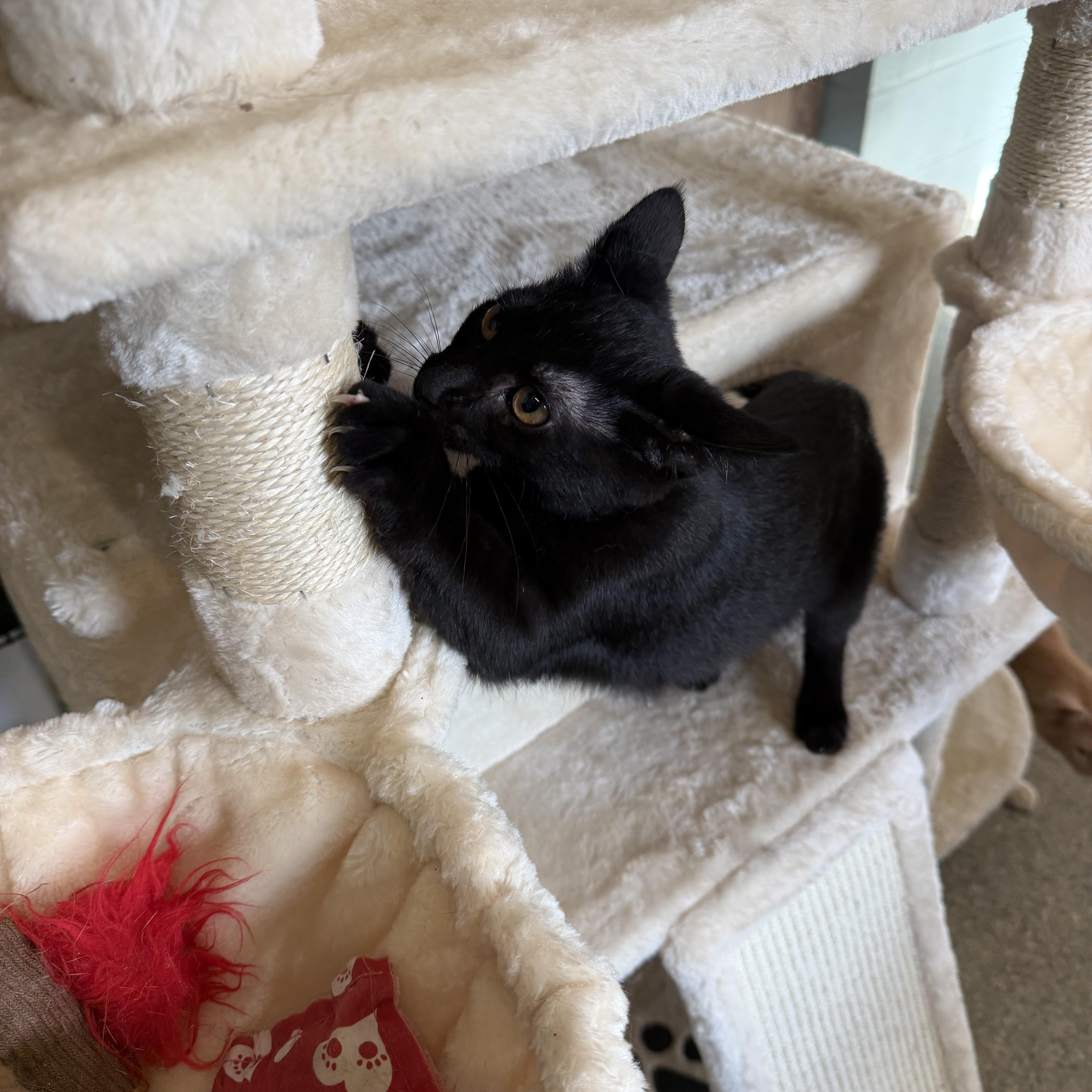 Enlarge Mojo, a Adopted Domestic Short Hair in Warren, OH image 5/6