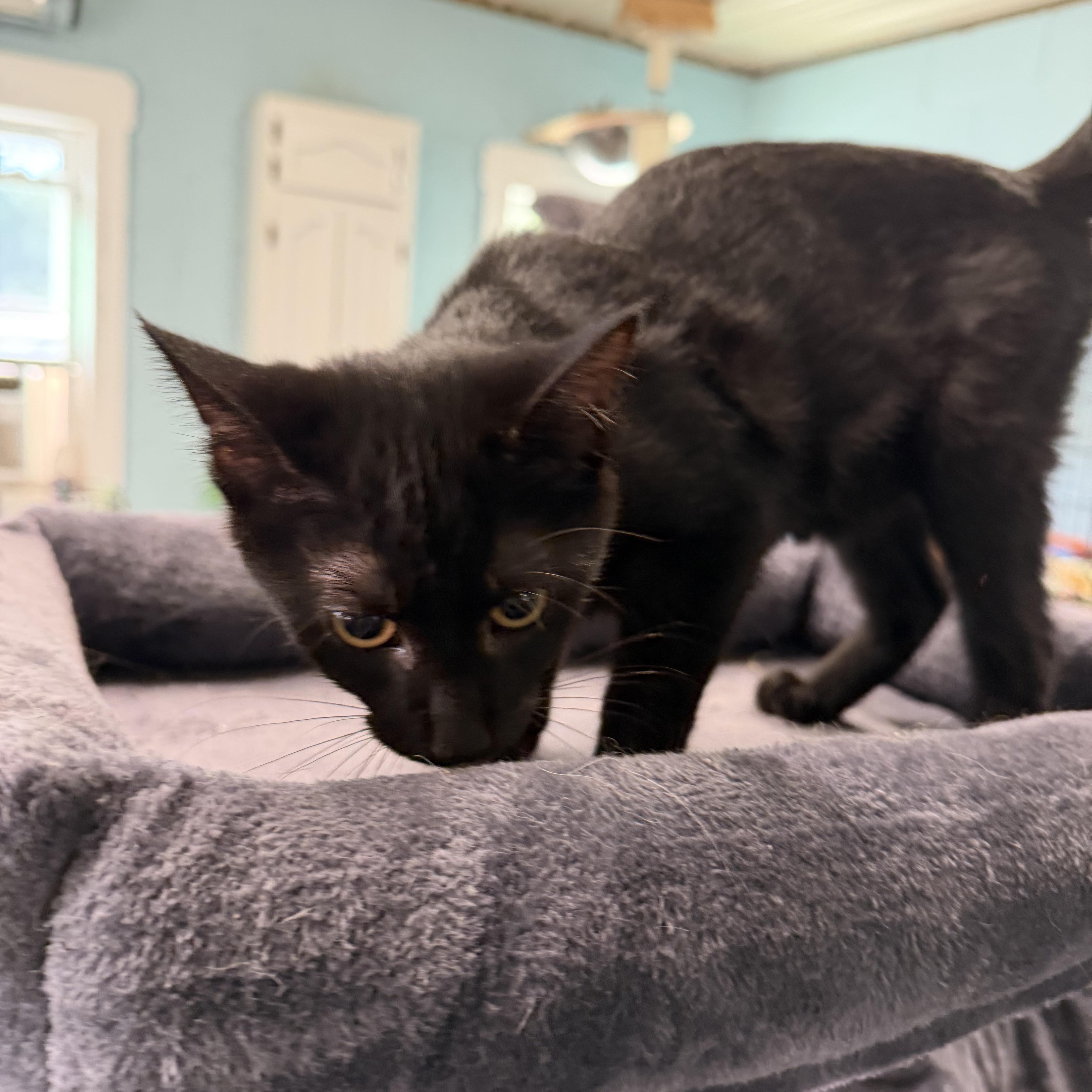 Enlarge Mojo, a Adopted Domestic Short Hair in Warren, OH image 2/6