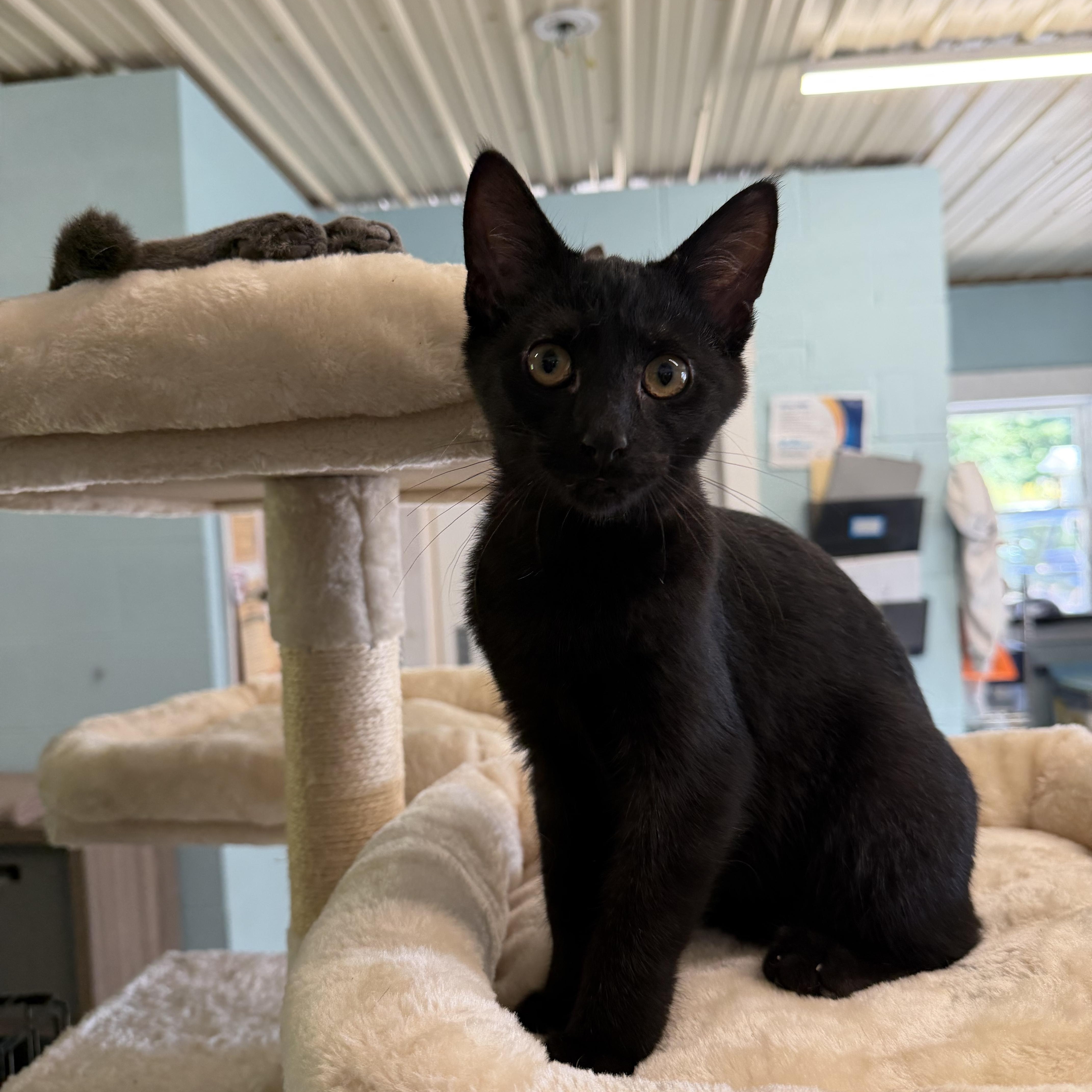 Mojo, Adopted, Kitten Male Domestic Short Hair.