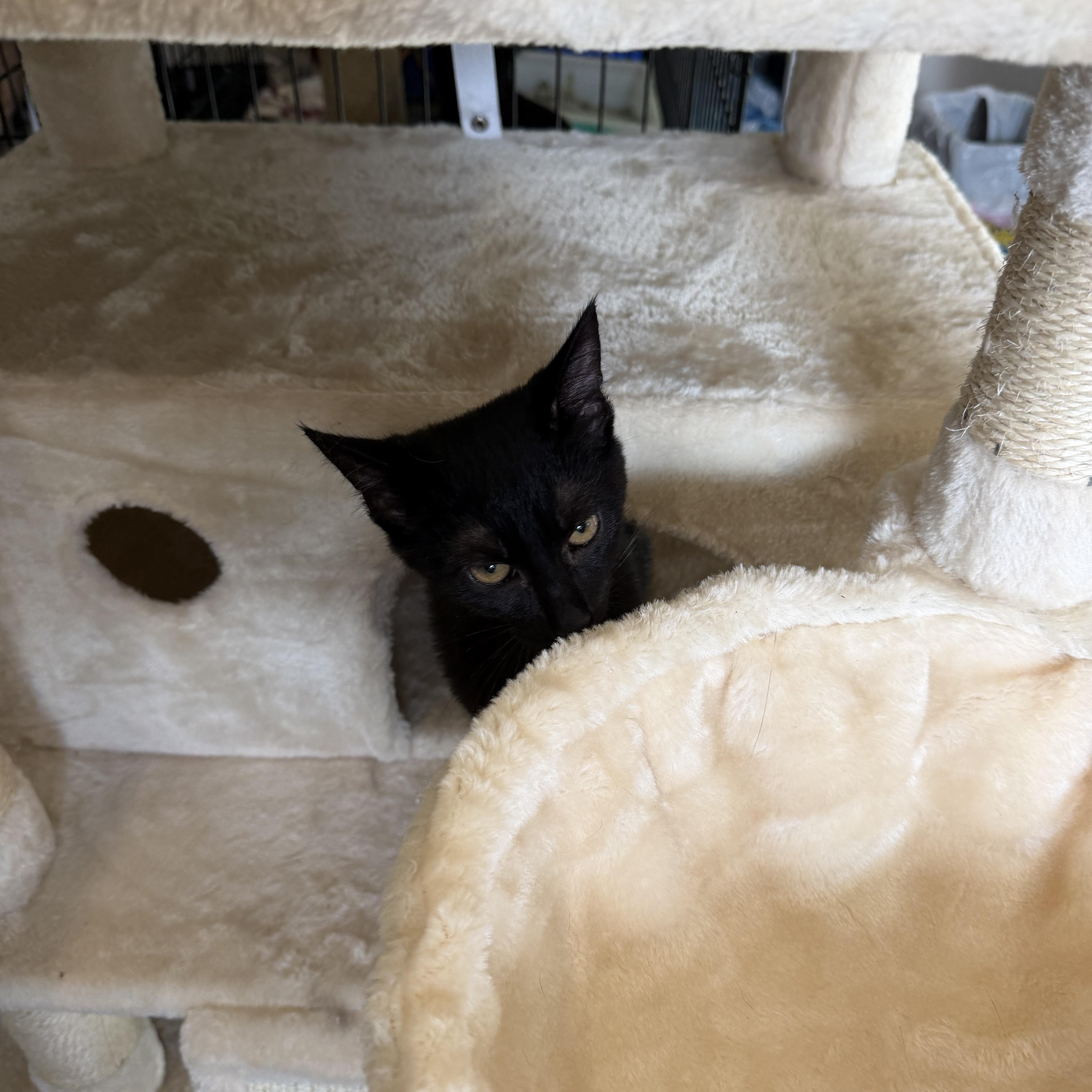 Enlarge Mojo, a Adopted Domestic Short Hair in Warren, OH image 4/6