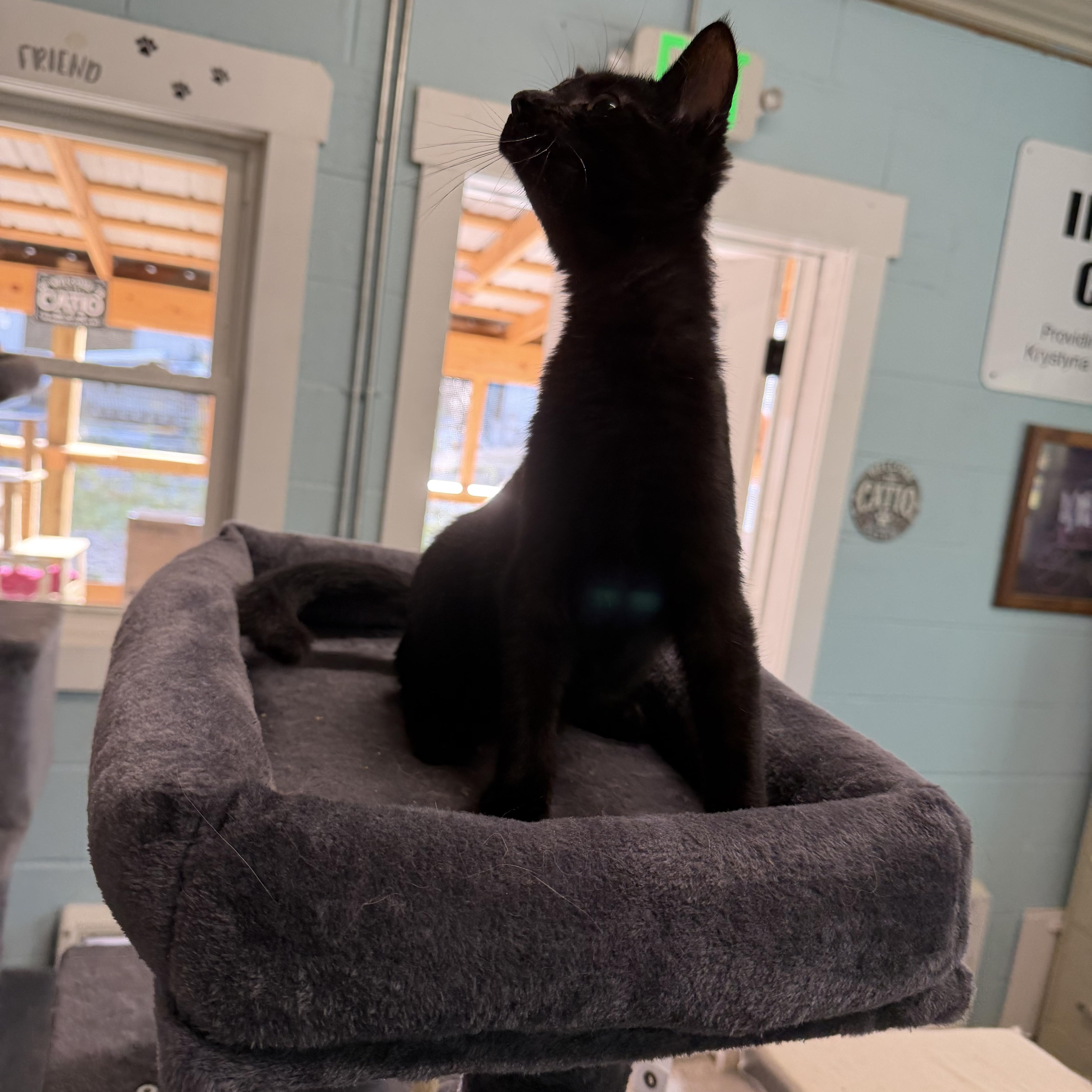 Enlarge Mojo, a Adopted Domestic Short Hair in Warren, OH image 3/6