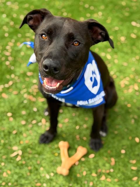 Enlarge SHADOW, a Adoptable mixed breed in Agoura, CA image 1/1