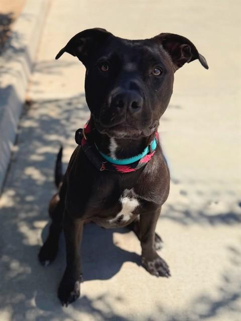Enlarge SHADOW, a Adoptable mixed breed in Agoura, CA image 1/1