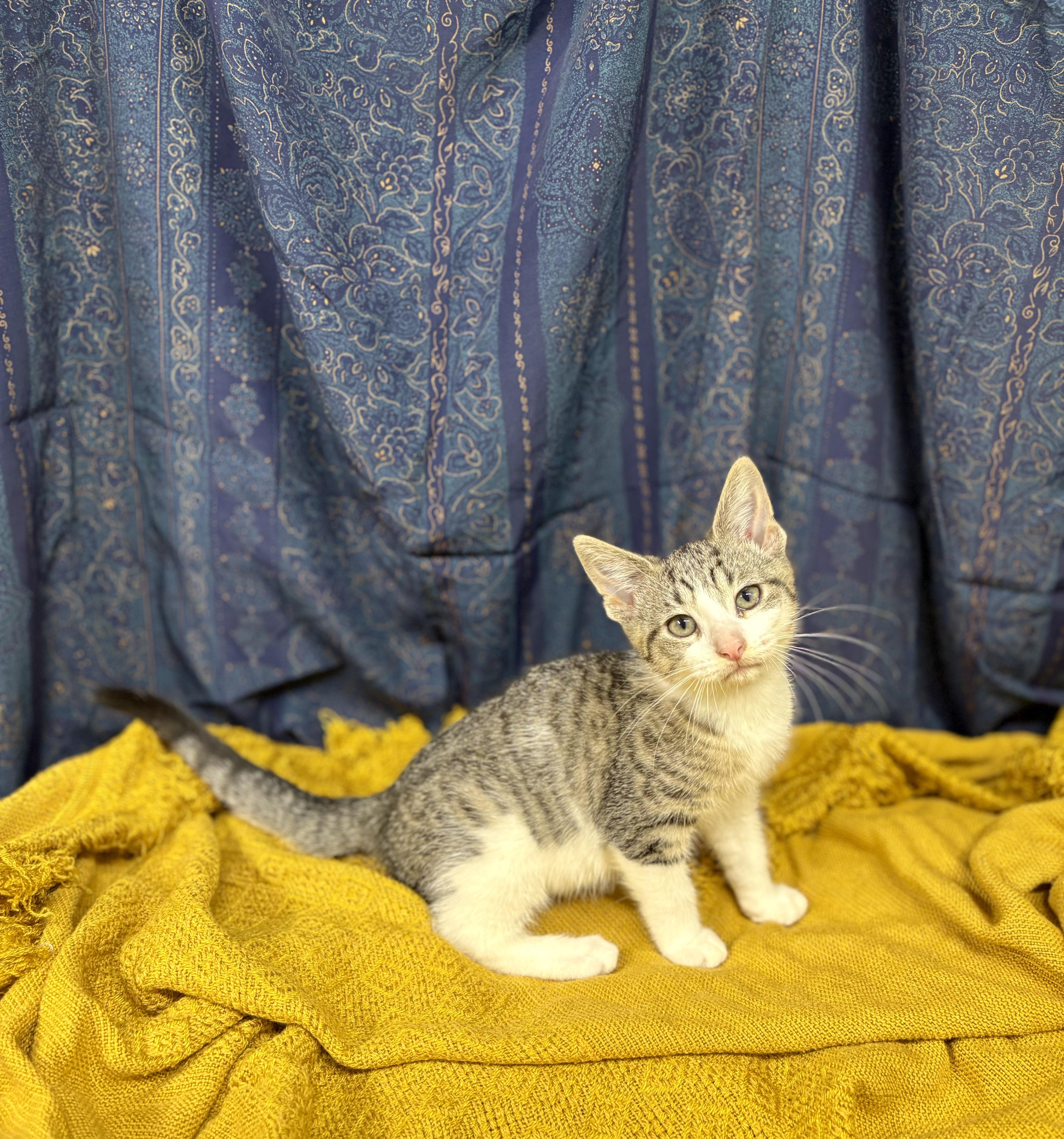 Buttercup, Adoptable, Young Female Domestic Short Hair.