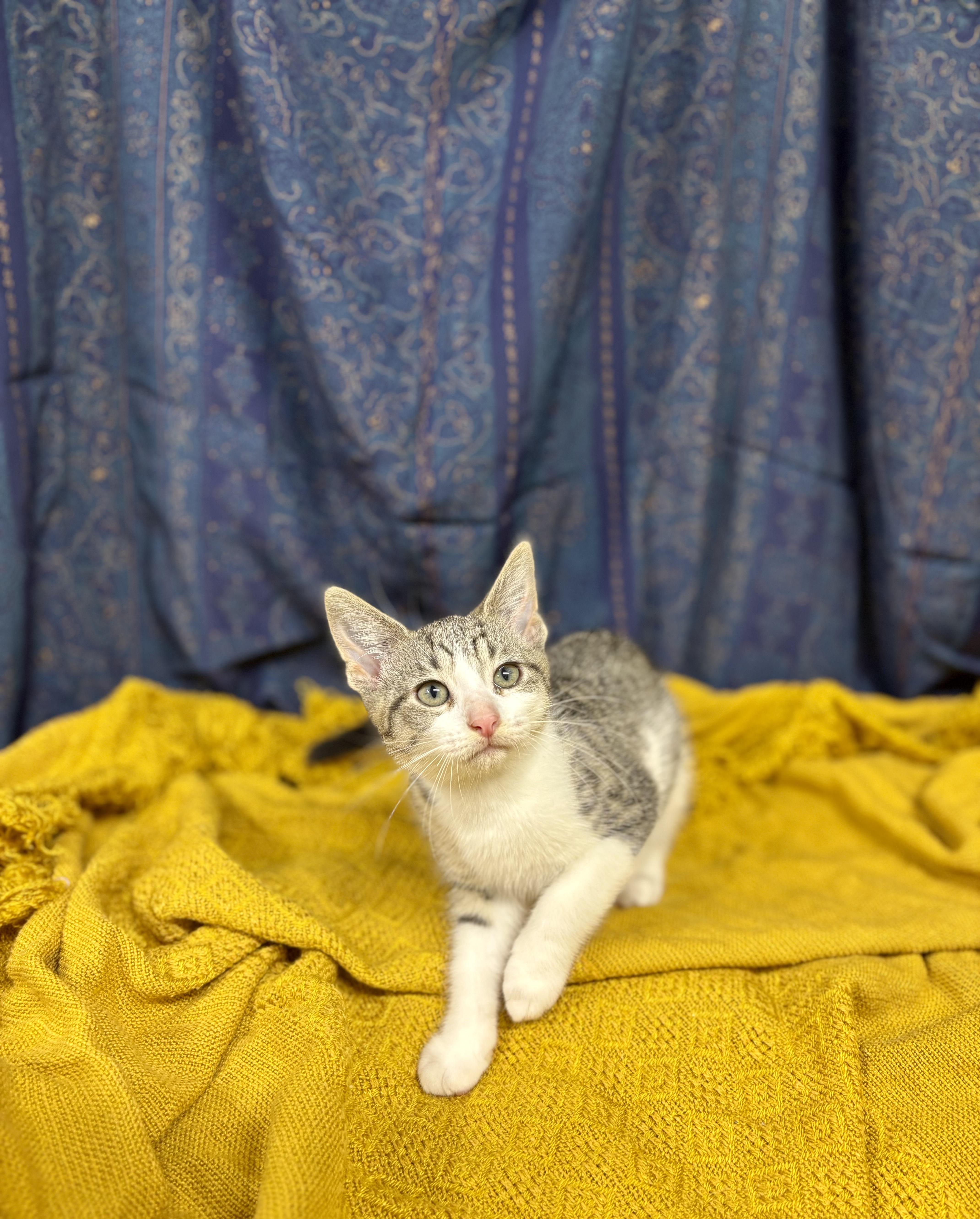 Enlarge Buttercup, a Adoptable mixed breed in Upper Sandusky, OH image 3/3