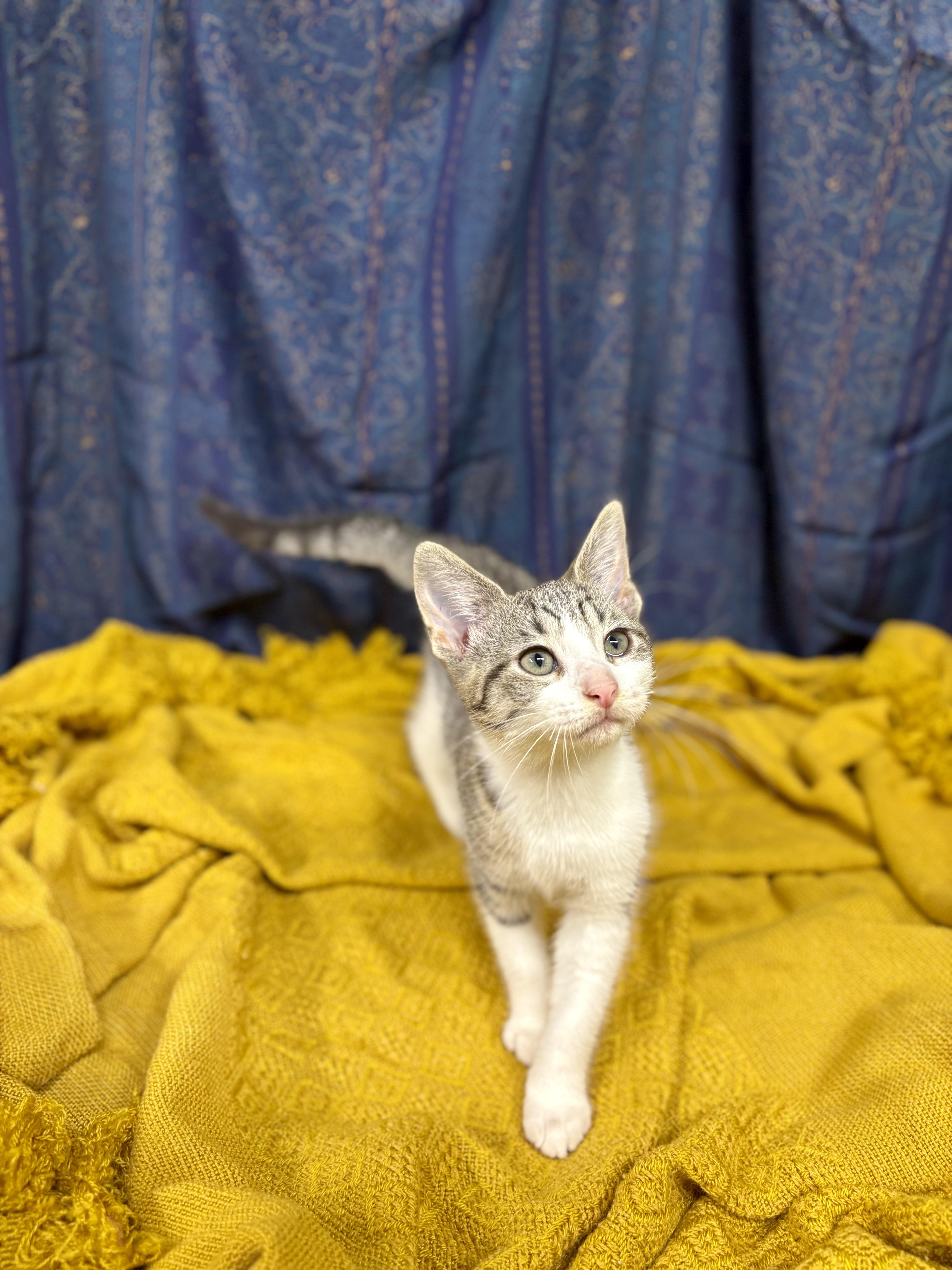 Enlarge Buttercup, a Adoptable mixed breed in Upper Sandusky, OH image 2/3