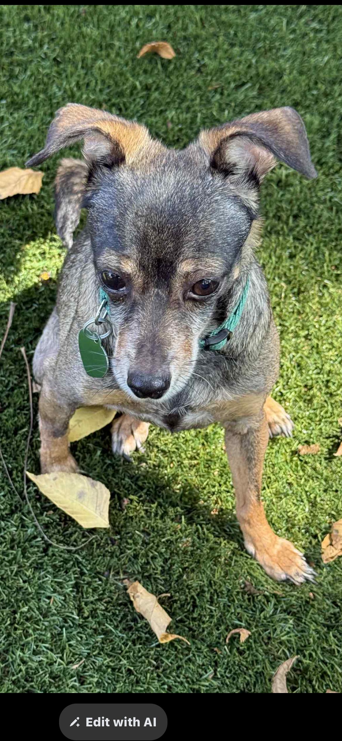 Molly, a Adoptable mixed breed in Saint Louis, MO image 1/3