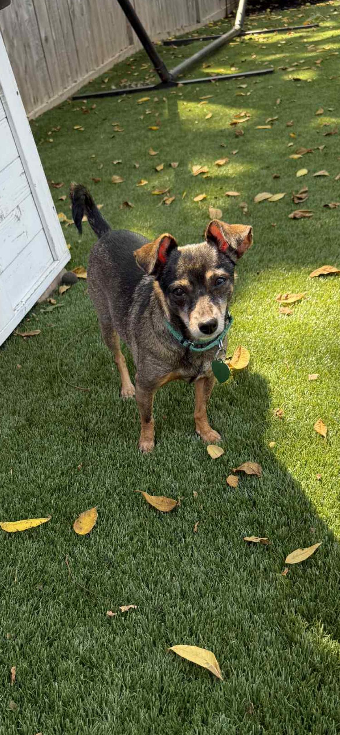 Molly, a Adoptable mixed breed in Saint Louis, MO image 2/3