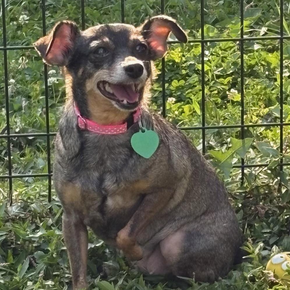 Molly, a Adoptable mixed breed in Saint Louis, MO image 3/3