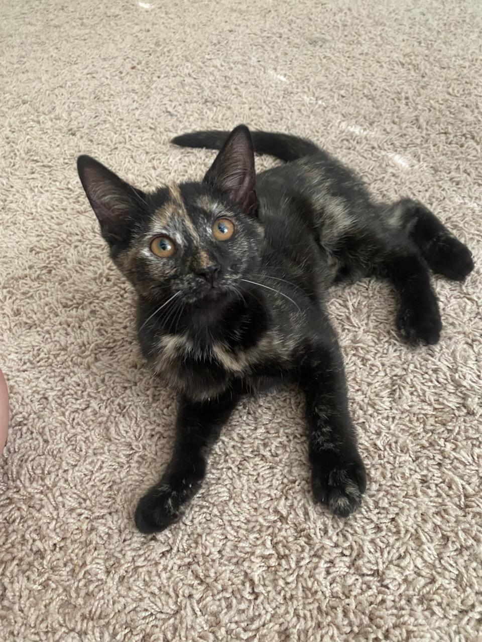 Enlarge Magic and Duke, a Adoptable Domestic Short Hair in Ellicott City, MD image 4/5