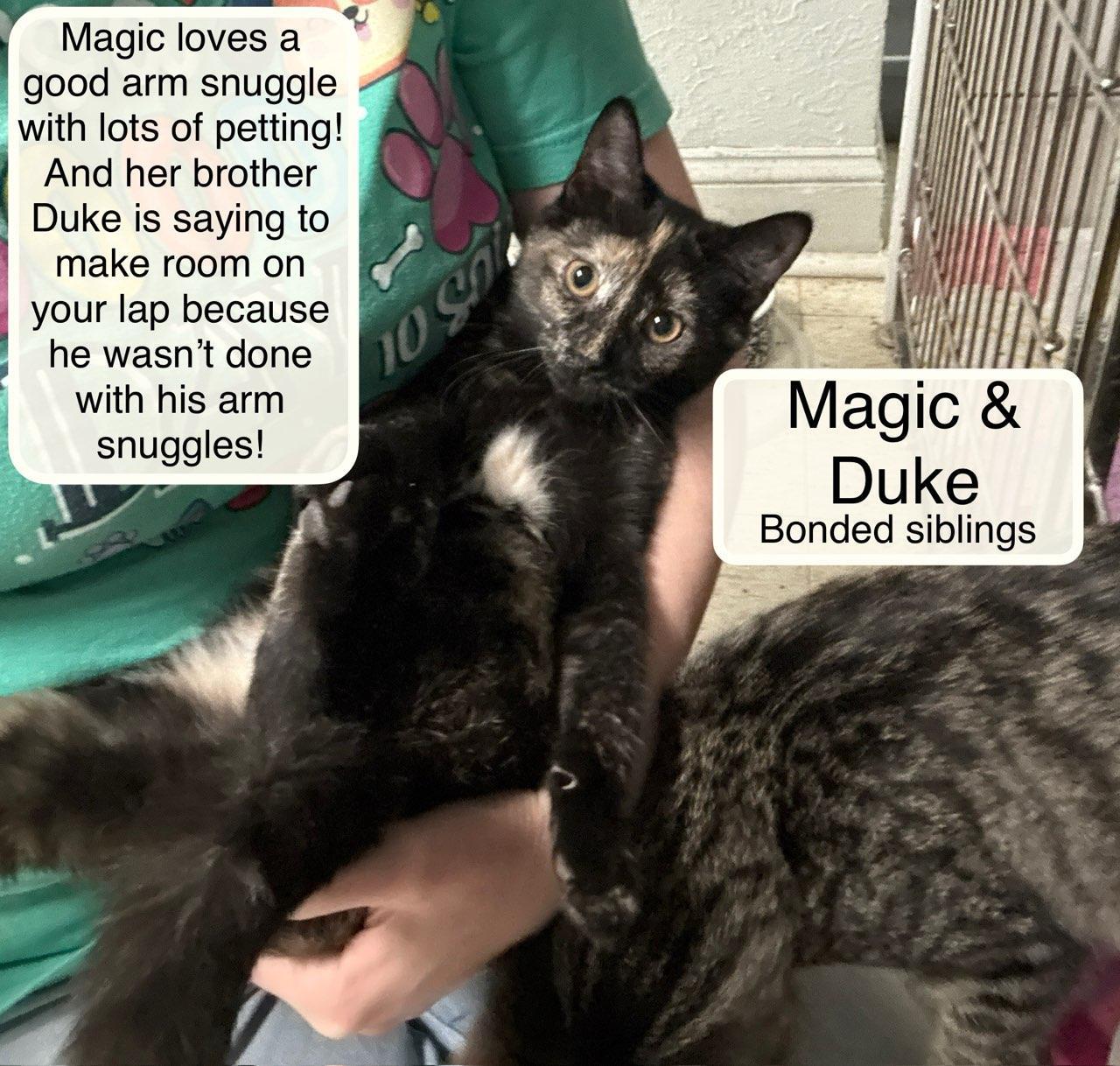 Magic and Duke, Adoptable, Kitten Female Domestic Short Hair.