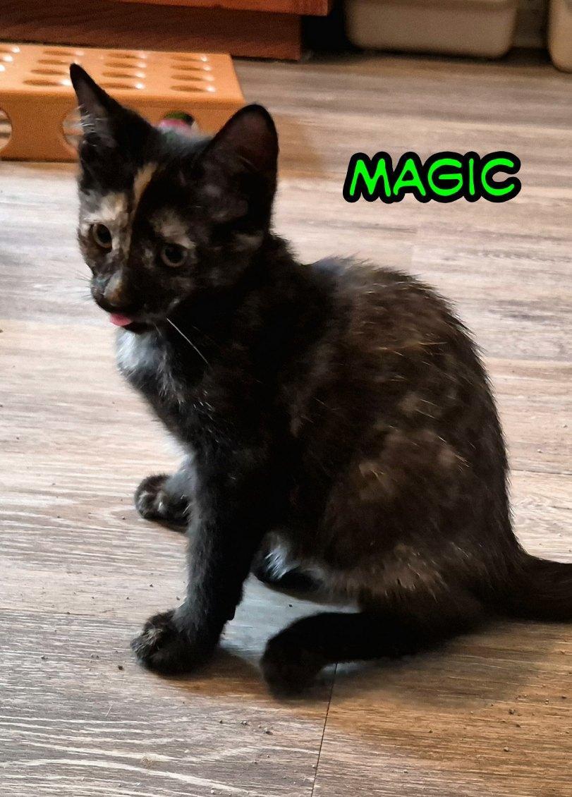 Enlarge Magic and Duke, a Adoptable Domestic Short Hair in Ellicott City, MD image 5/5