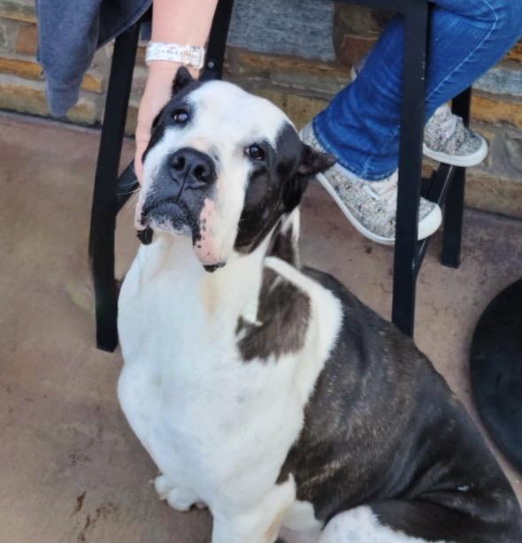 Scarlet, Adult Female Presa Canario