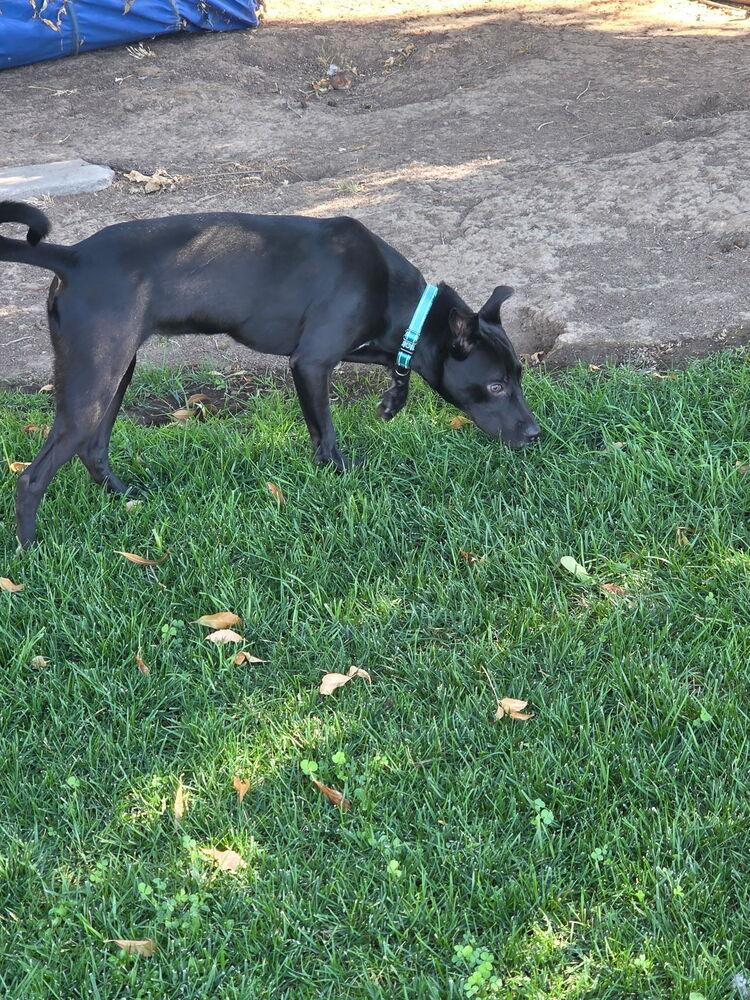 Cleolina, Adoptable, Puppy Female Australian Kelpie.