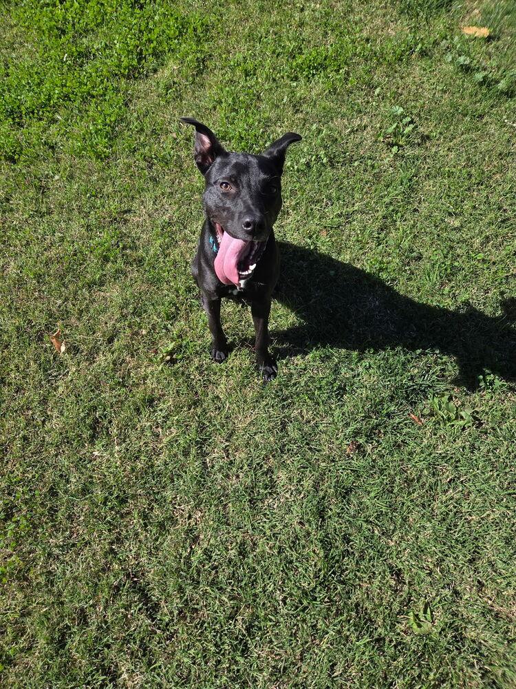 Enlarge Cleolina, a Adoptable mixed breed in Roseville, CA image 2/4