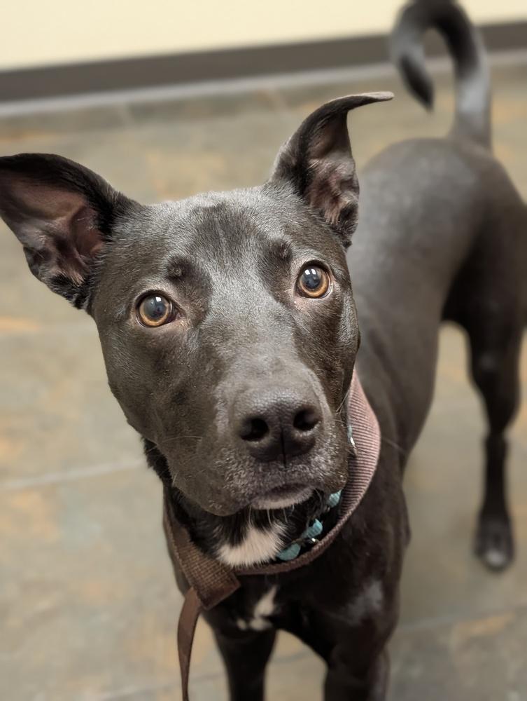 Enlarge Cleolina, a Adoptable mixed breed in Roseville, CA image 3/4