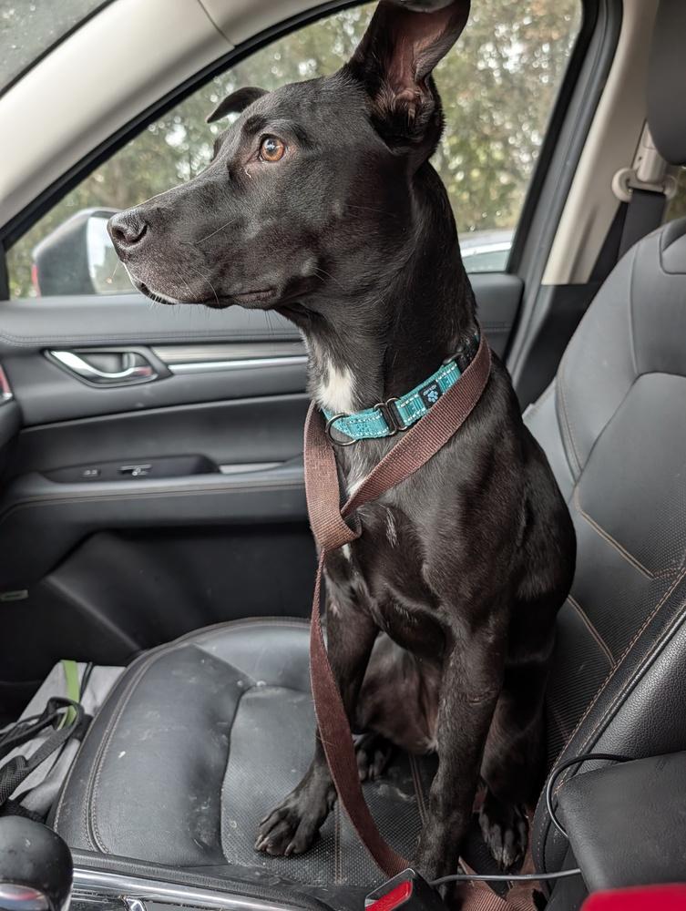 Enlarge Cleolina, a Adoptable mixed breed in Roseville, CA image 4/4